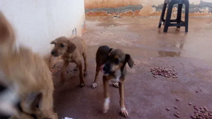 Cachorro raça Mestiço idade 2 a 6 meses nome Sem nome