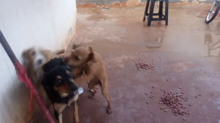 Cachorro raça Mestiço idade 2 a 6 meses nome Sem nome
