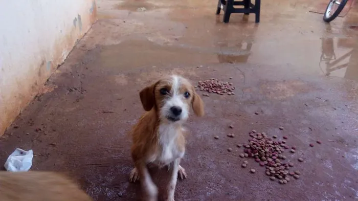 Cachorro raça Mestiço idade 2 a 6 meses nome Sem nome