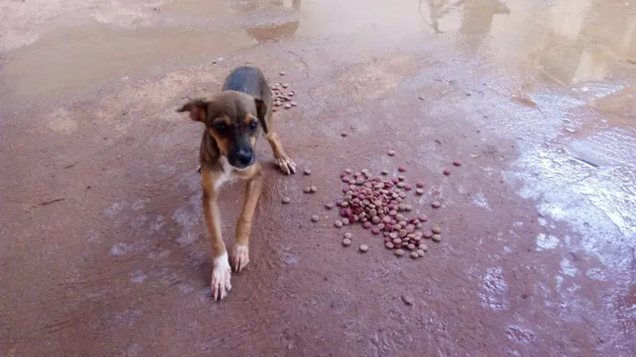 Cachorro raça Mestiço idade 2 a 6 meses nome Sem nome