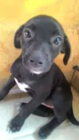 Mika e Pretinha