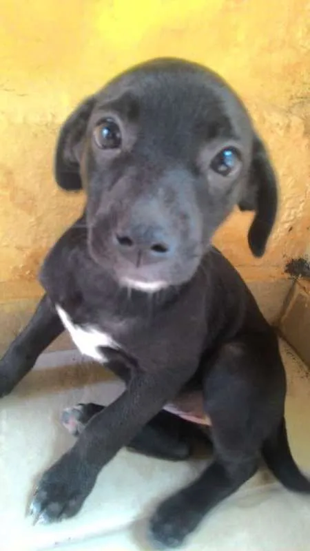 Cachorro ra a SRD idade 2 a 6 meses nome Mika e Pretinha