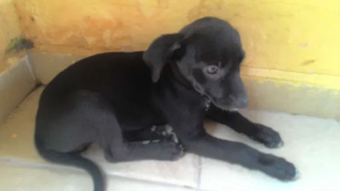 Cachorro ra a SRD idade 2 a 6 meses nome Mika e Pretinha