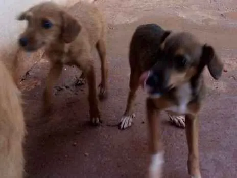 Cachorro raça Mestiço idade 2 a 6 meses nome Sem nome