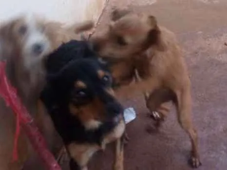 Cachorro raça Mestiço idade 2 a 6 meses nome Sem nome