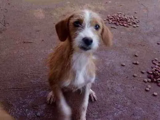 Cachorro raça Mestiço idade 2 a 6 meses nome Sem nome