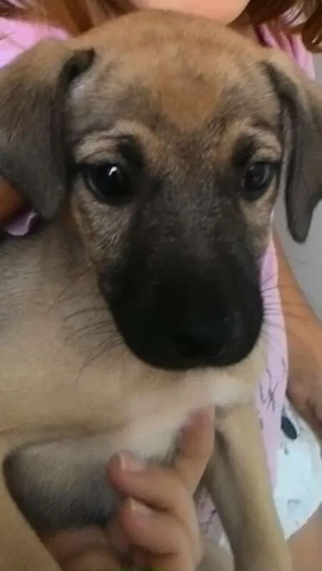 Cachorro ra a SRD idade 2 a 6 meses nome Mika e Pretinha