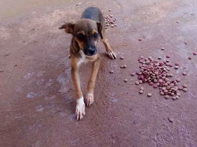 Cachorro raça Mestiço idade 2 a 6 meses nome Sem nome