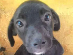 Cachorro raça SRD idade 2 a 6 meses nome Mika e Pretinha