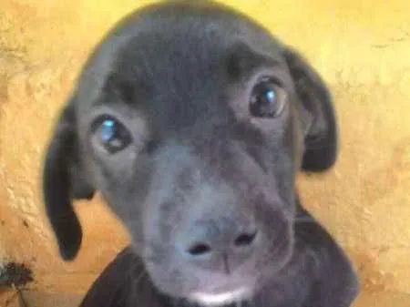 Cachorro ra a SRD idade 2 a 6 meses nome Mika e Pretinha