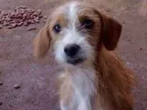 Cachorro raça Mestiço idade 2 a 6 meses nome Sem nome
