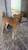 Wandinho