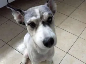 Cachorro raça Husky Siberiano idade 4 anos nome Kiara