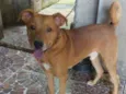 Wandinho