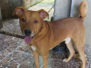 Cachorro raça Sem raça definida  idade 6 ou mais anos nome Wandinho