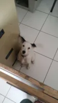 Toddy