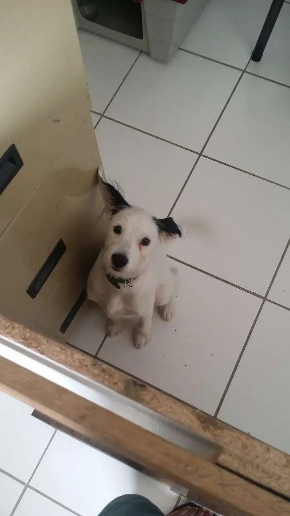 Cachorro ra a sem raça idade 7 a 11 meses nome Toddy