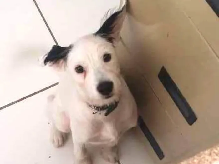 Cachorro ra a sem raça idade 7 a 11 meses nome Toddy
