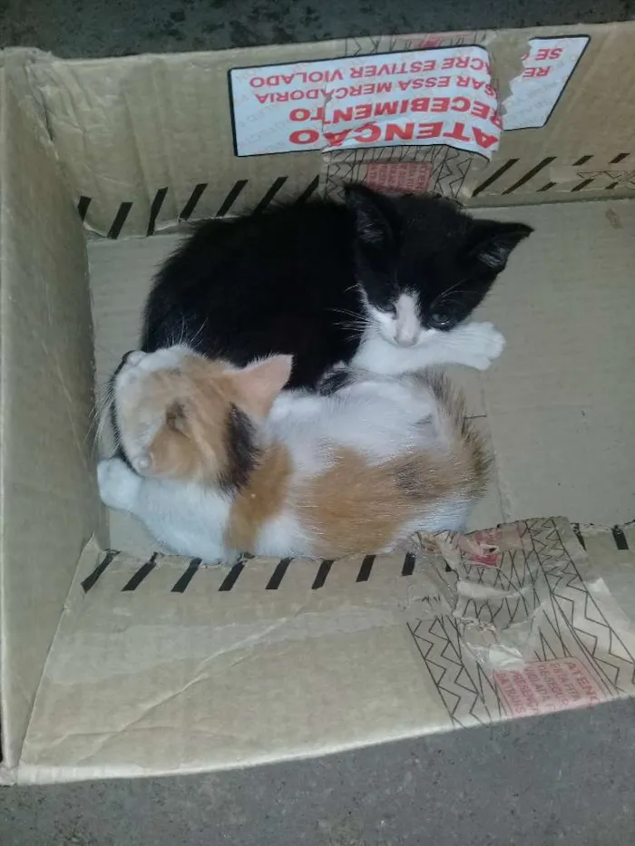 Gato raça  idade 2 a 6 meses nome A critério 