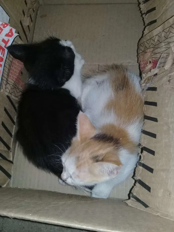 Gato raça  idade 2 a 6 meses nome A critério 