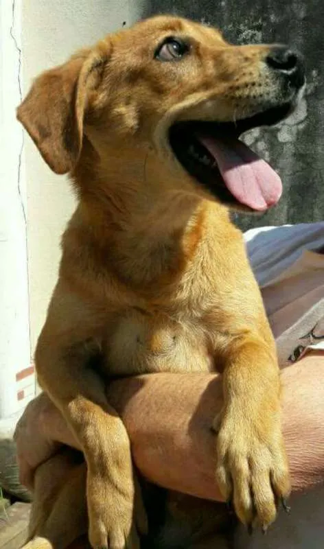 Cachorro ra a Sem raça idade 7 a 11 meses nome Luisa