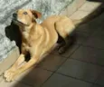 Luisa