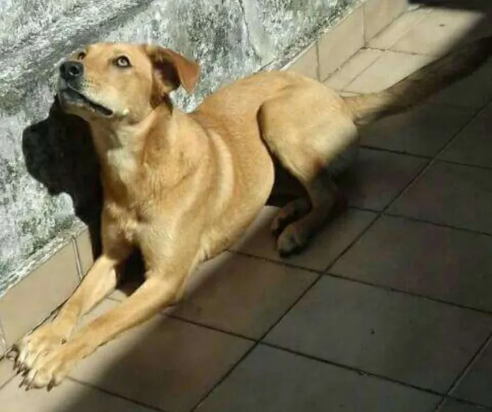 Cachorro ra a Sem raça idade 7 a 11 meses nome Luisa