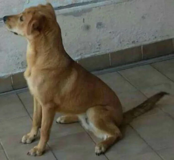 Cachorro ra a Sem raça idade 7 a 11 meses nome Luisa