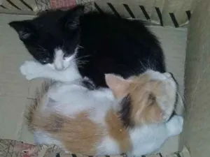 Gato raça  idade 2 a 6 meses nome A critério 