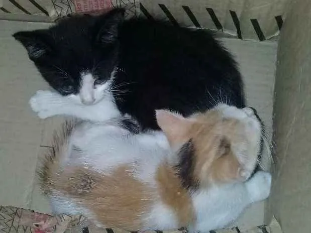 Gato raça  idade 2 a 6 meses nome A critério 