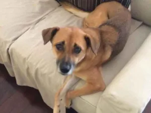 Cachorro raça Vira lata idade 6 ou mais anos nome Masako