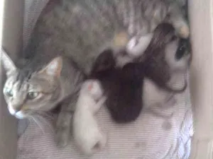Gato raça Vira lata idade Abaixo de 2 meses nome Nao tem