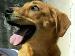 Cachorro raça Sem raça idade 7 a 11 meses nome Luisa