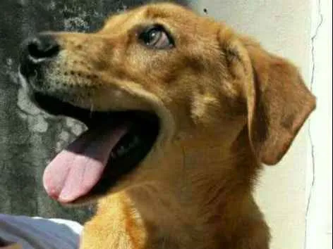 Cachorro ra a Sem raça idade 7 a 11 meses nome Luisa