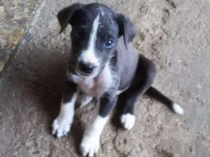 Cachorro raça Misturado idade 2 a 6 meses nome Filhote