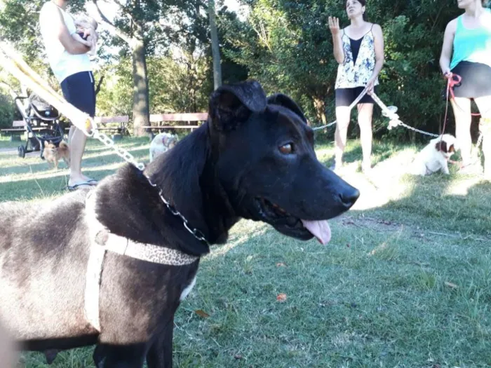 Cachorro ra a SRD idade 1 ano nome Ágata