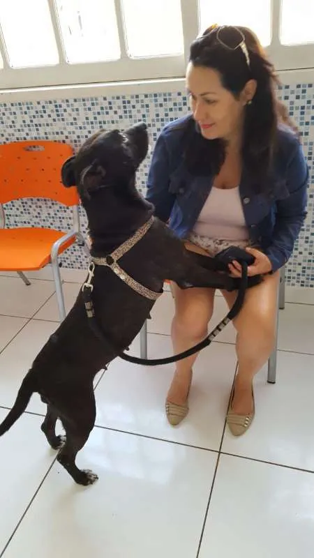 Cachorro ra a SRD idade 1 ano nome Ágata