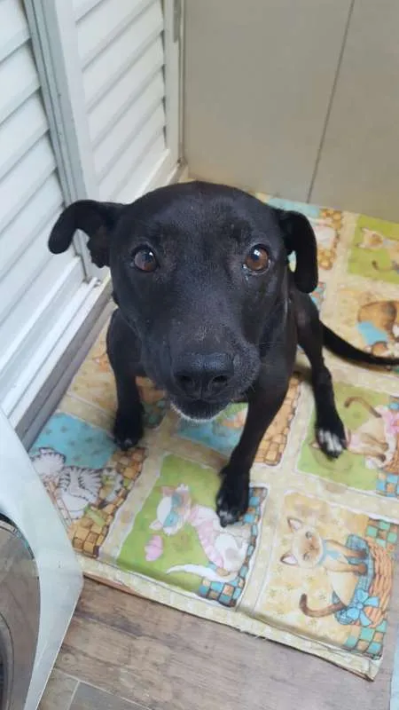 Cachorro ra a SRD idade 1 ano nome Ágata