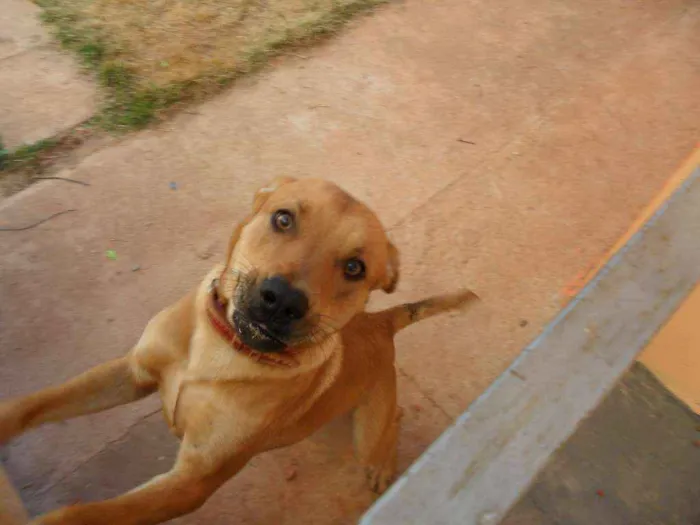 Cachorro ra a Viralata idade 6 ou mais anos nome Zeus