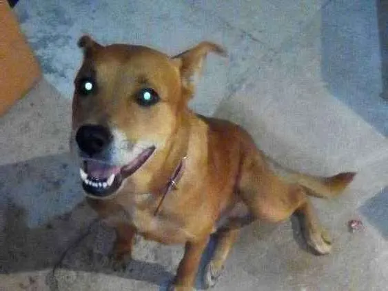 Cachorro ra a Viralata idade 6 ou mais anos nome Zeus