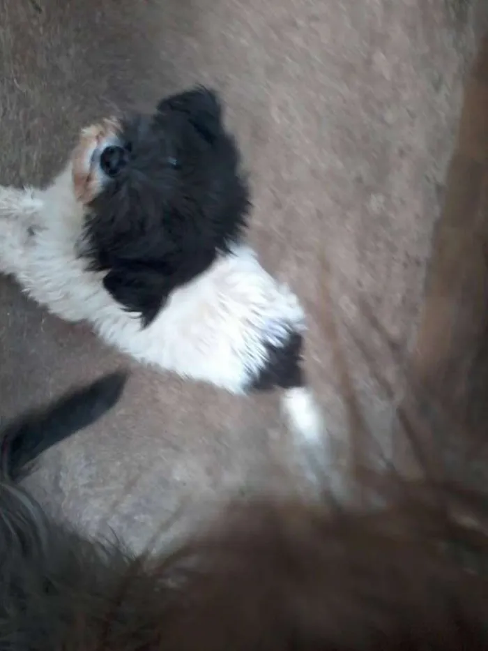 Cachorro raça vira-lata mistura idade 2 anos nome Pelry
