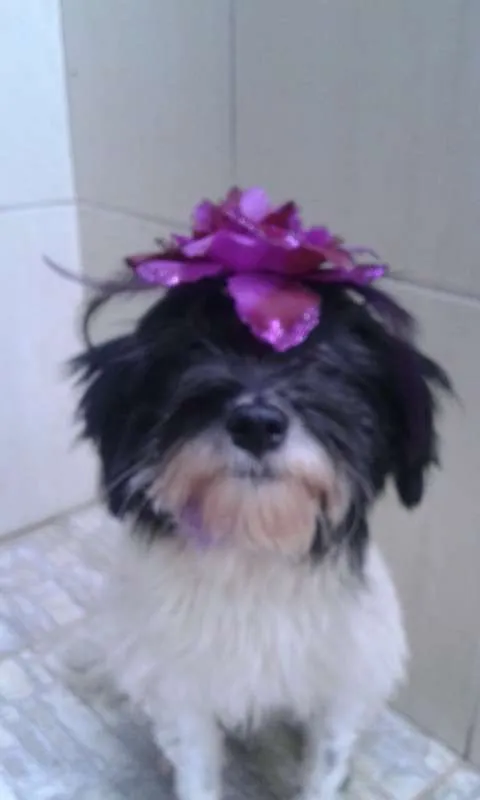 Cachorro raça vira-lata mistura idade 2 anos nome Pelry