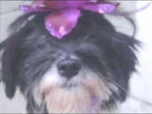 Cachorro raça vira-lata mistura idade 2 anos nome Pelry