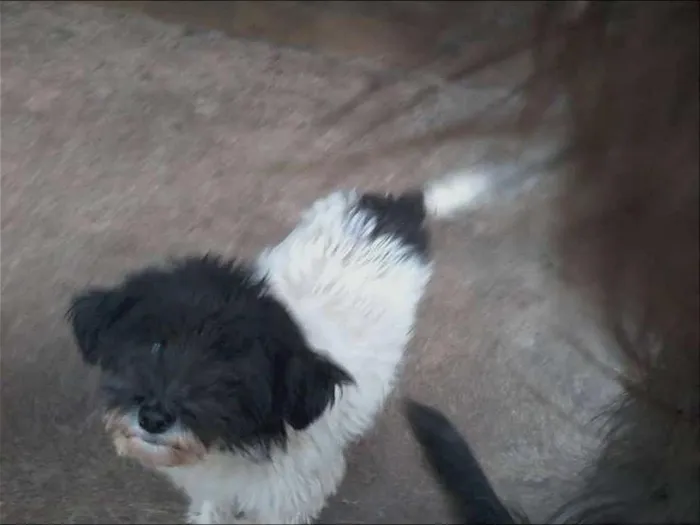 Cachorro raça vira-lata mistura idade 2 anos nome Pelry