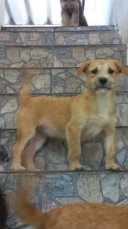 Cachorro ra a SRD idade 2 anos nome Candy