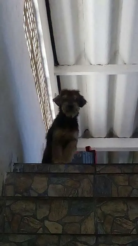Cachorro ra a SRD idade 2 anos nome Susan