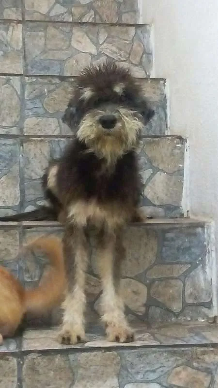 Cachorro ra a SRD idade 2 anos nome Estopinha