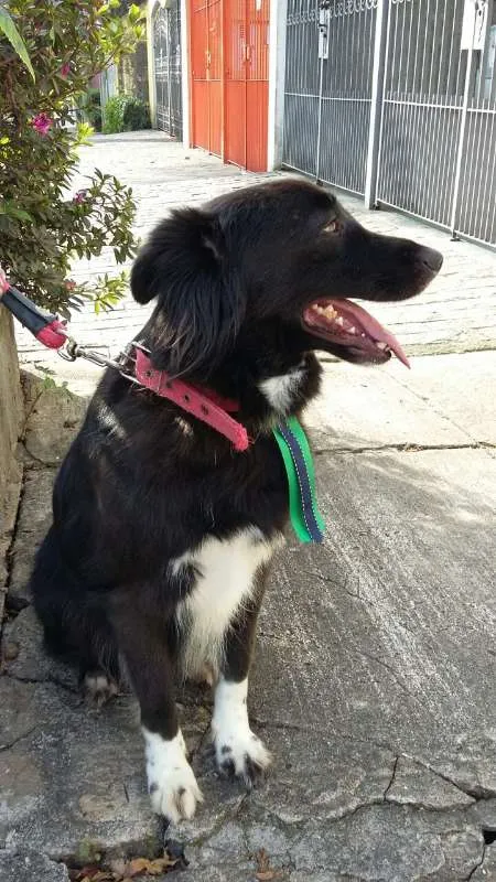 Cachorro raça SRD idade 4 anos nome Patrick