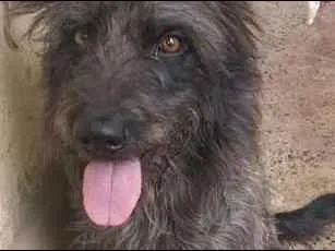 Cachorro raça mistura de vira-lata idade 2 anos nome Hanna