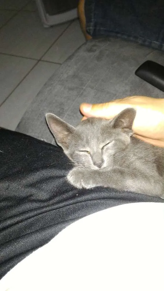 Gato ra a SRD idade 2 a 6 meses nome Chumbinho